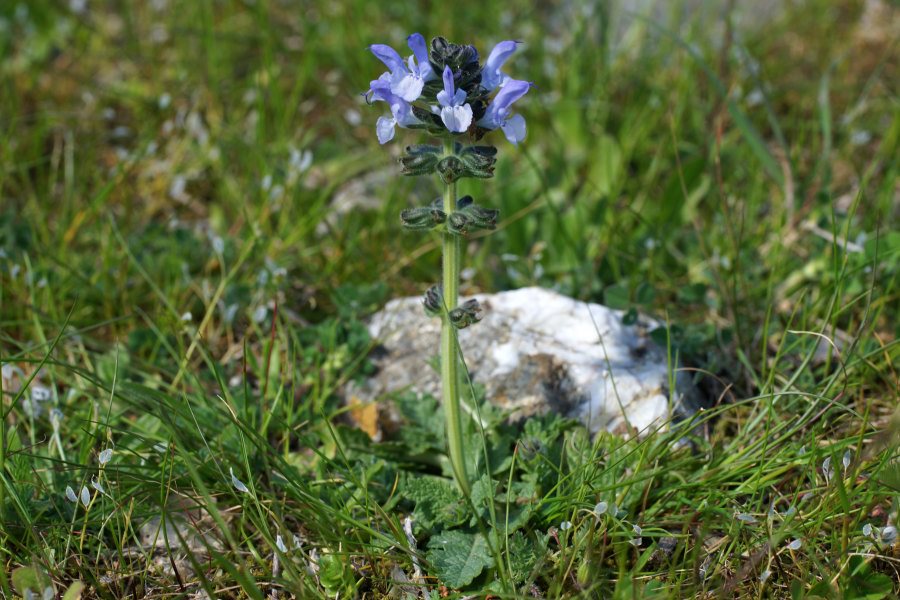 Salvia clandestina